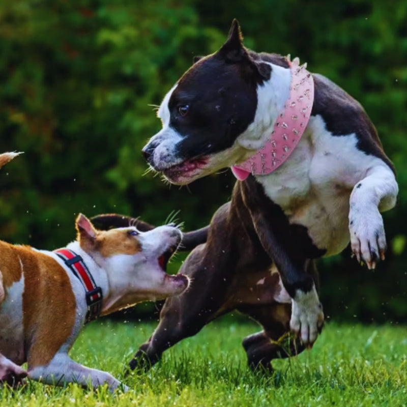 HundeStachelhalsband mit Nieten für Mittelgroße und Große Hunde Im Punk-Design