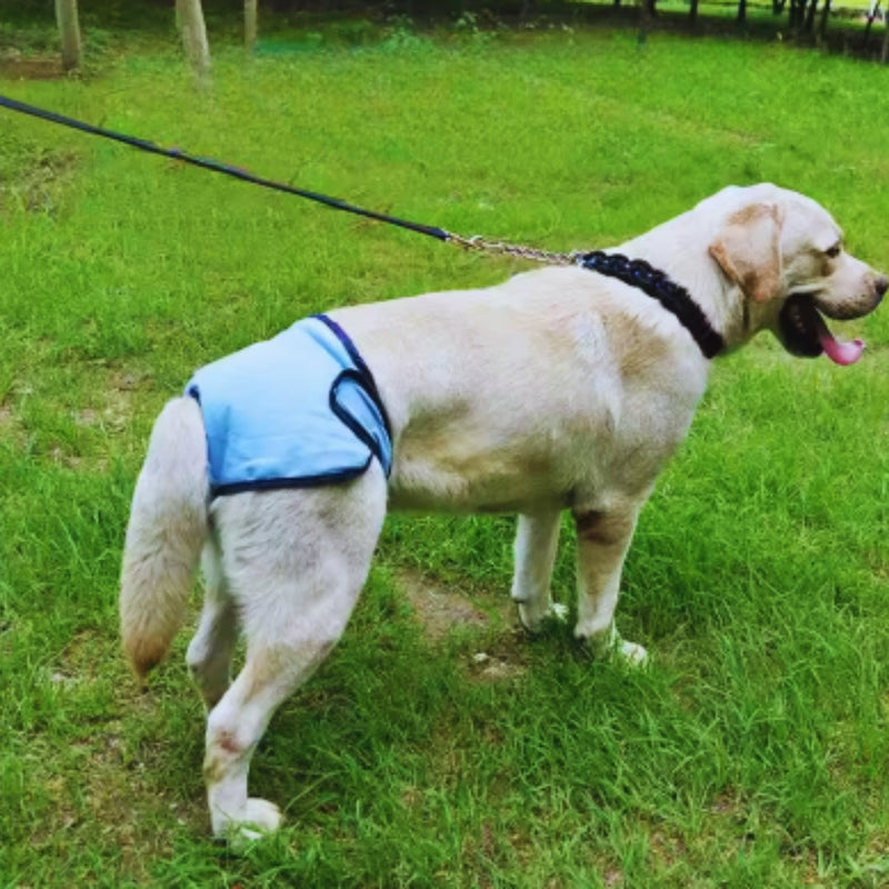 Waschbare Hundewindel für Rüden mit Klettverschluss und Schwanzöffnung