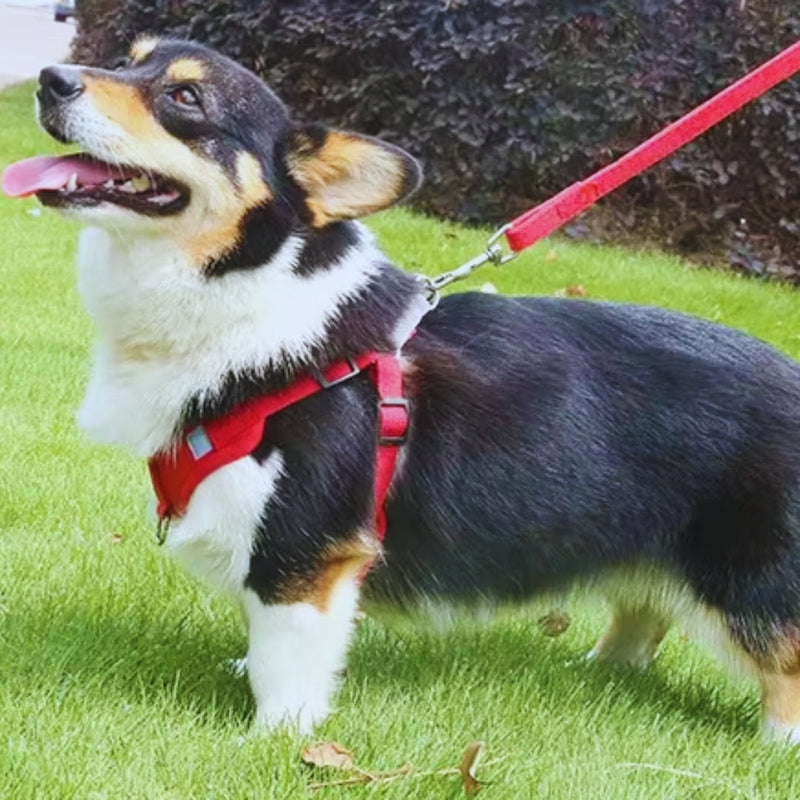 Verstellbares Hundegeschirr mit Leine – Bequeme Spaziergänge In Verschiedenen Farben