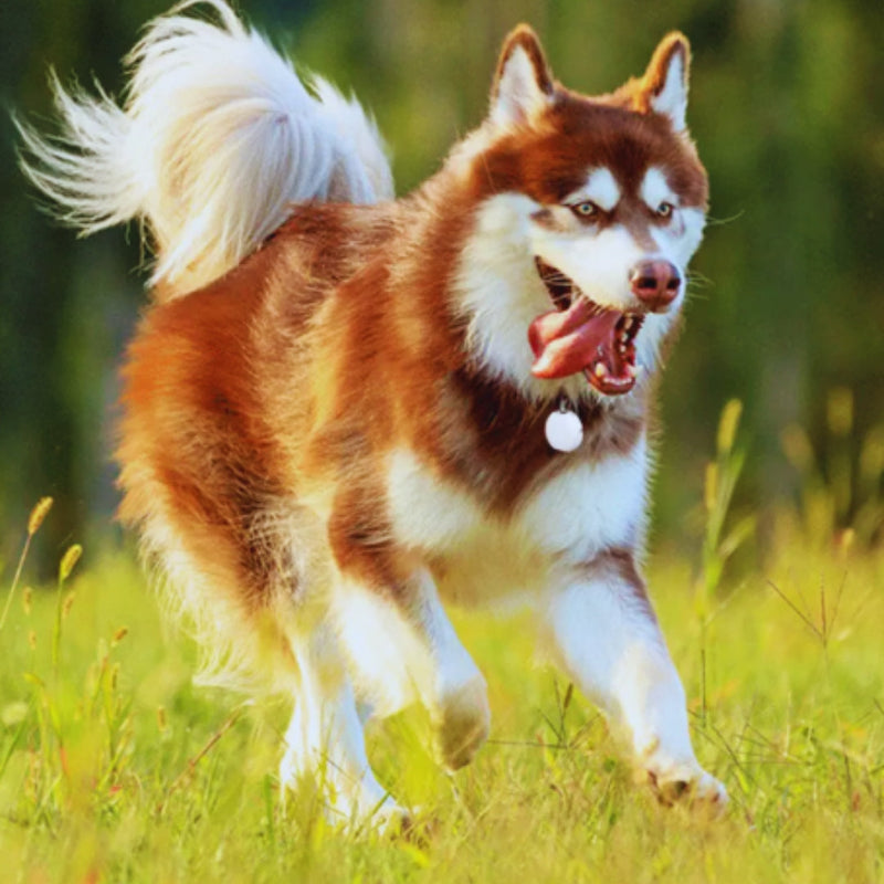 Ultraschall Hundeschreckgerät Effektiver Anti-Bell- und Trainingshilfe