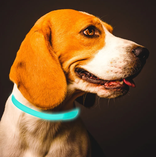 Leuchtendes Floh- und Zeckenhalsband für Katzen und Kleine Hunde – Wasserfest mit 8 Monate Schutz