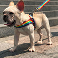 Regenbogen Hundegeschirr mit Sternen – Weich und Verstellbar für Komfort und Sicherheit