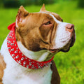 HundeStachelhalsband mit Nieten für Mittelgroße und Große Hunde Im Punk-Design