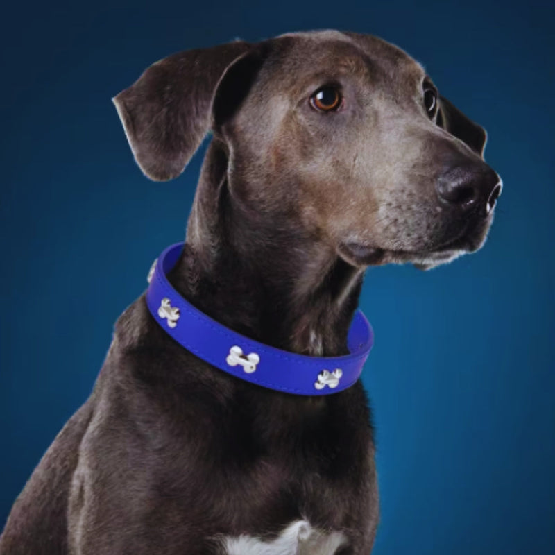 Hundehalsband mit Knochen-Nieten für kleine und mittelgroße Hunde