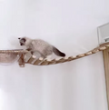 Kletterbrücke und Hängeleiter für Katzenwandmontage