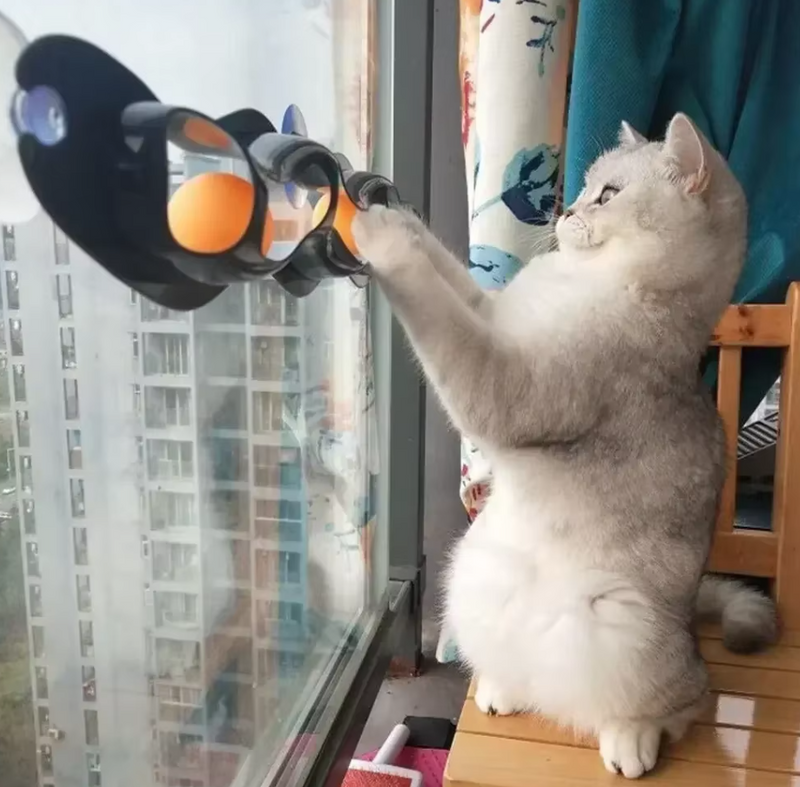 Fenster-katzenspielzeug – Interaktive Spielbahn Mit Beweglichen Bällen