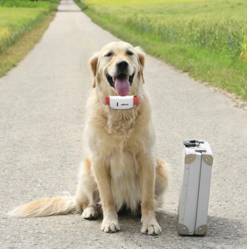 Hundehalsband mit Fernbedienung – Vibrations- und Schockmodus Wiederaufladbar