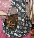 Katzenhängematte im Zelt-Design – Bequeme Schlafhöhle für Katzen