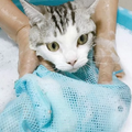 Katzenpflege-sack Mit Netzstoff Für Sicheres Baden Und Krallenpflege