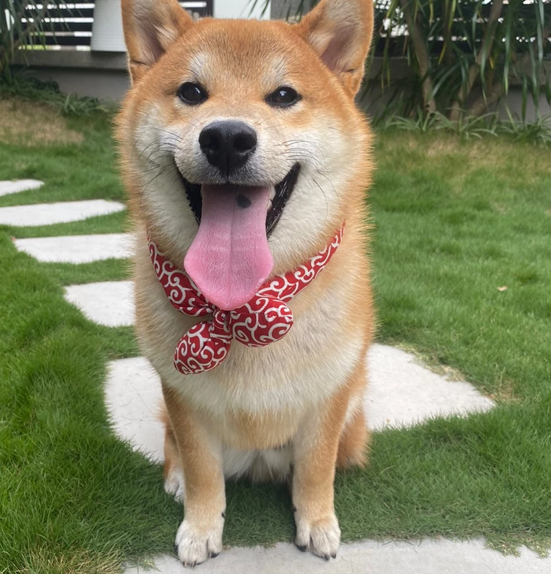 Kühlendes Hunde Halstuch mit Traditionellem Muster für Heiße Tage