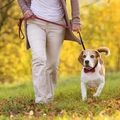 Glänzendes Hunde Halsband mit Schleife für besondere Anlässe