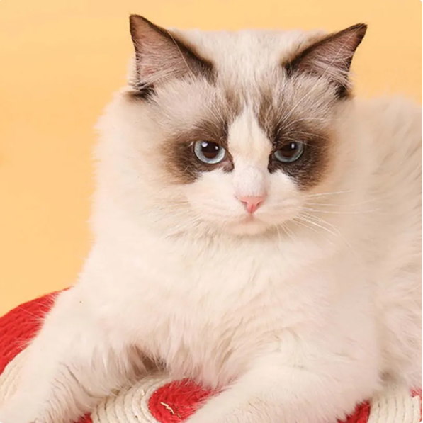 Katzenkratzmatte Im Fisch-Design – Sisal-Spielzeug für Katzen zur Krallenpflege