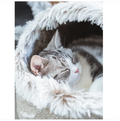 Katzenhaus-Bett Mit flauschigem Rand für Ultimativen Komfort