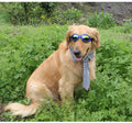Hundegoggles UV-Schutzbrille in 7 Farben für Hunde