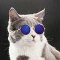 Modische Katzenbrille