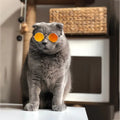 Modische Katzenbrille